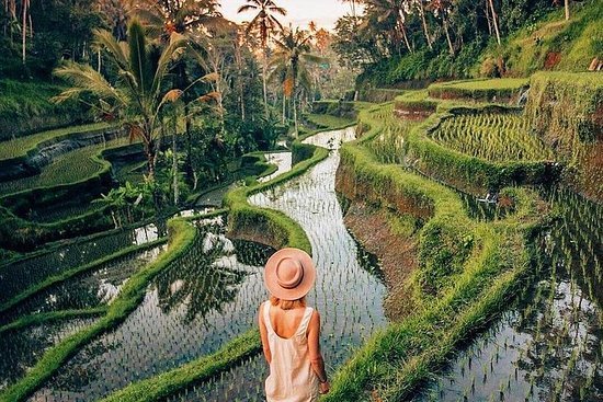 Wisatawan menikmati pemandangan sawah Tegalalang sebagai bagian dari tour harian Bali.